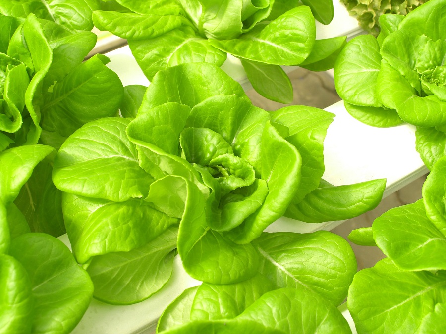 Urban Dads Aquaponic Malaysia