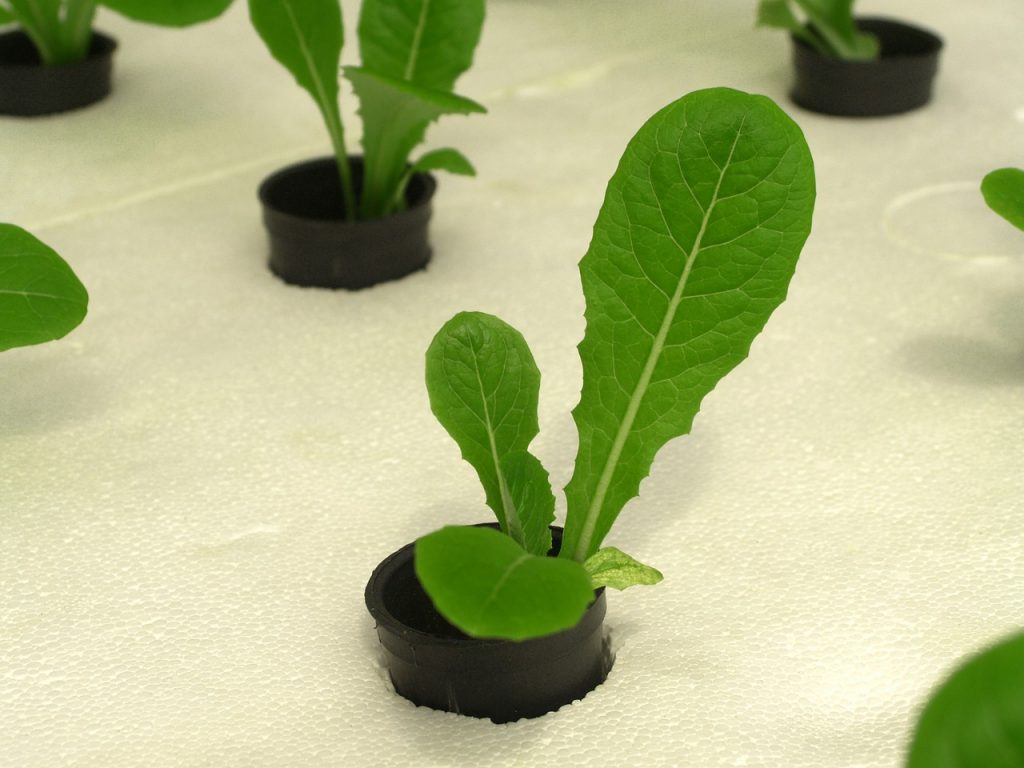 UrbanDads.my Aquaponic